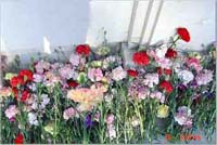 flowers_at_tampan